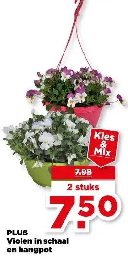 Viola in bowl and hanging pot