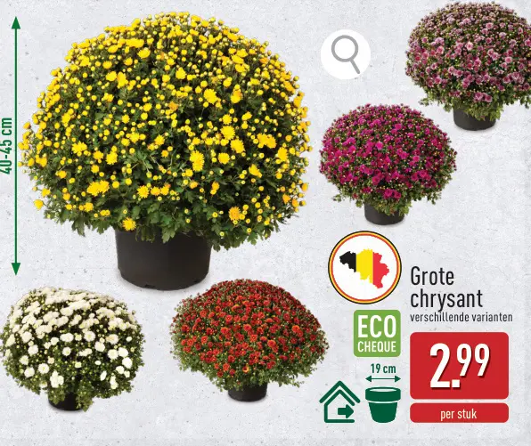 Promotie: Grote chrysant
