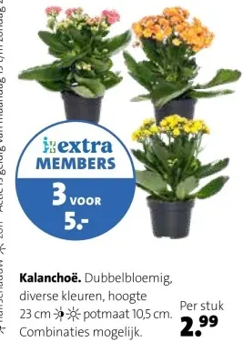 Aanbieding: Kalanchoë. Dubbelbloemig