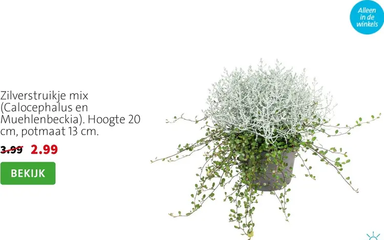 Aanbieding: Zilverstruikje mix