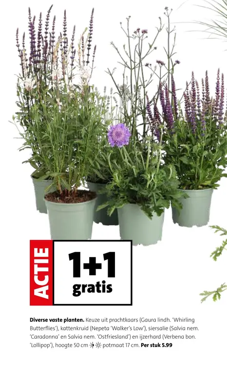 Aanbieding: Diverse vaste planten