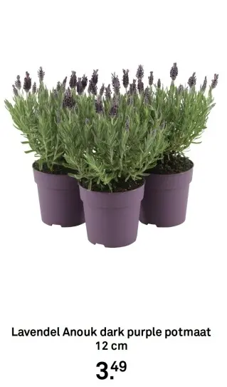 Aanbieding: Lavendel Anouk dark purple