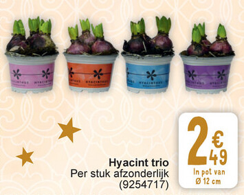 Aanbieding: Hyacint trio