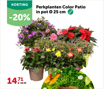 Aanbieding: Perkplanten Color Patio in pot