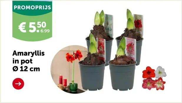 Promotie: Amaryllis