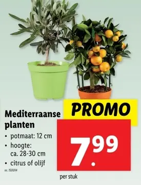 Aanbieding: Mediterraanse planten