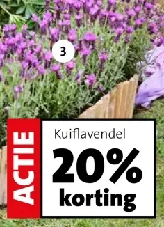 Aanbieding: Kuiflavendel
