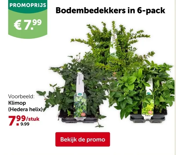Promotie: Bodembedekkers