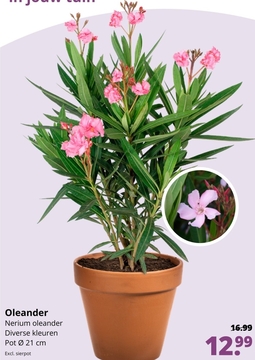 Aanbieding: Oleander Nerium oleander