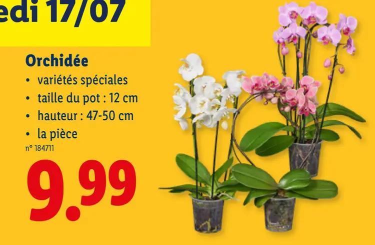 Offre: Orchidée