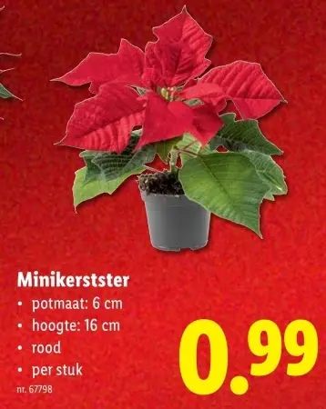 Promotie: Minikerstster