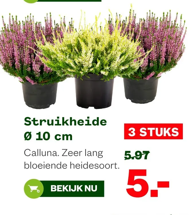 Aanbieding: Struikheide
