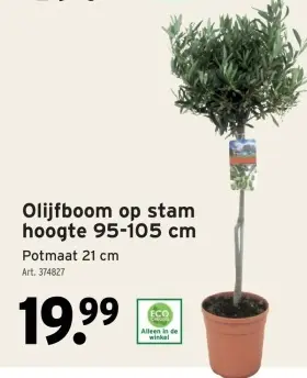 Promotie: Olijfboom op stam