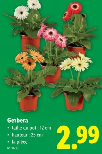 Offre: Gerbera