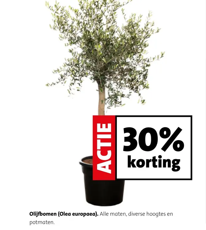 Aanbieding: Olijfbomen (Olea europaea)