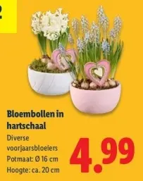 Aanbieding: Bloembollen in hartschaal