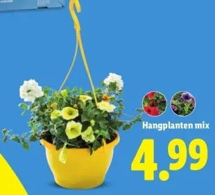 Aanbieding: Hangplanten mix