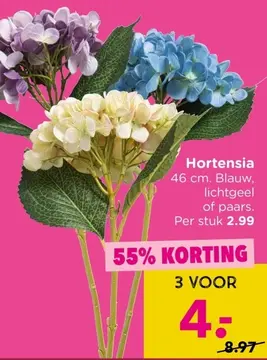 Aanbieding: Hortensia