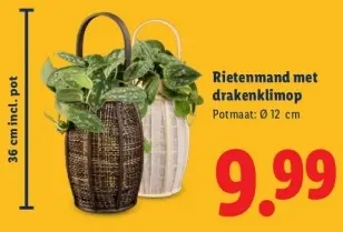 Aanbieding: Rietenmand met drakenklimop