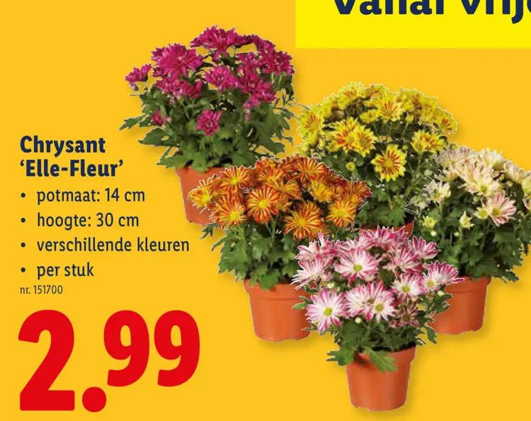 Promotie: Chrysant 'Elle-Fleur'
