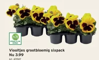 Promotie: Viooltjes grootbloemig sixpack