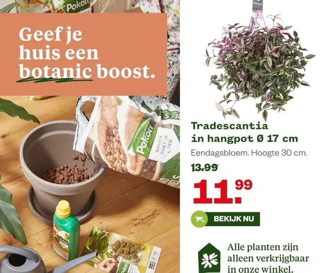 Aanbieding: Tradescantia in hangpot