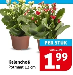 Kalanchoë
