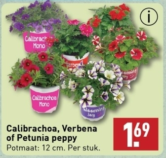 Aanbieding: Calibrachoa , Verbena of Petunia peppy