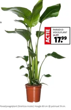 Aanbieding: Paradijs-vogelplant