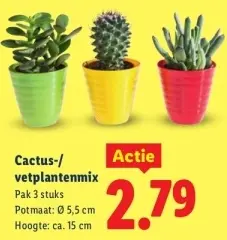 Aanbieding: Cactus-/vetplantenmix