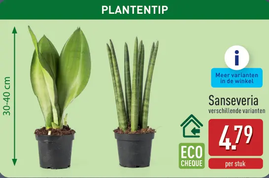 Promotie: Sanseveria
