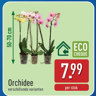 Promotie: Orchidee