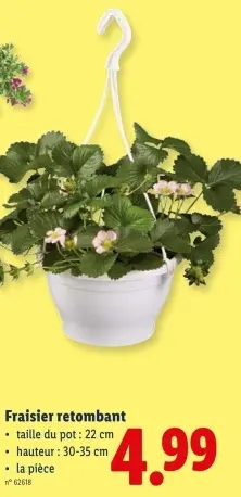 Offre: Fraisier retombant