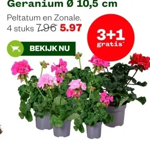 Aanbieding: Geranium