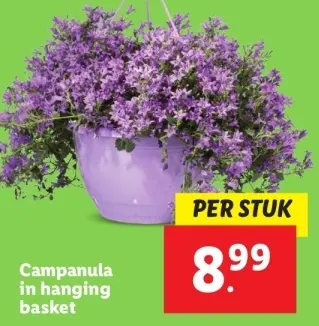 Aanbieding: Campanula in hanging basket