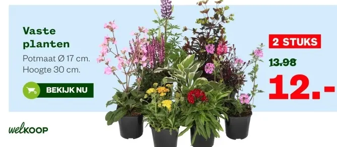 Aanbieding: Vaste planten