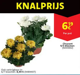 Aanbieding: Chrysant