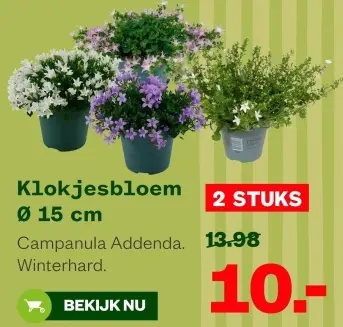 Aanbieding: Klokjesbloem