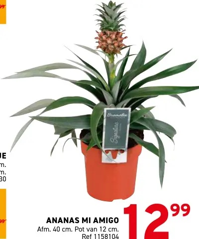 Promotie: Ananas Mi Amigo