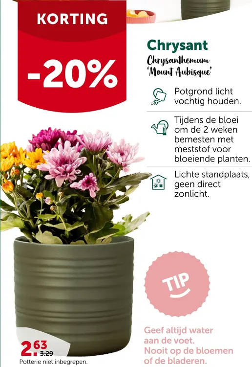 Promotie: Chrysant 'Mount Aubisque'