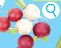 Offre: Radis
