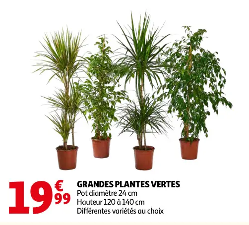 Offre: Grandes plantes vertes