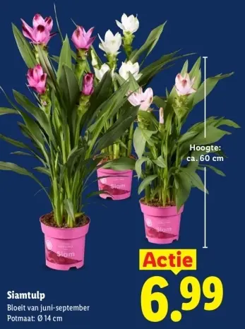 Aanbieding: Siamtulp