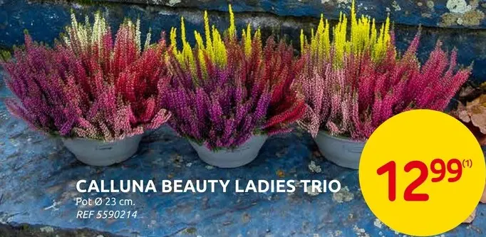 Promotie: Calluna Beauty Ladies Trio