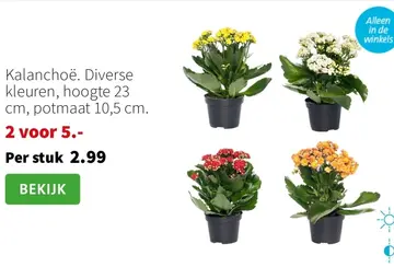 Aanbieding: Kalanchoë. Diverse kleuren