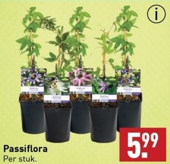 Aanbieding: Passiflora