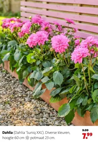 Aanbieding: Dahlia