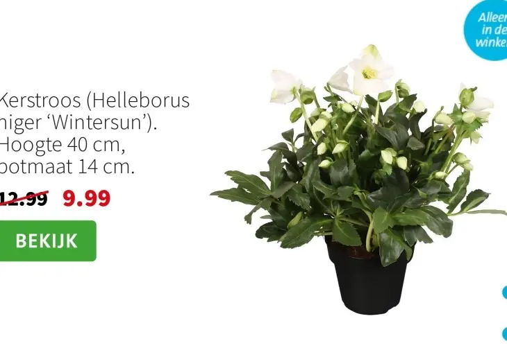 Aanbieding: Kerstroos (Helleborus niger 'Wintersun')