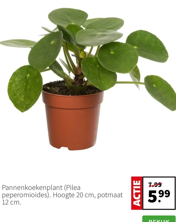Promotie: Pannenkoekenplant (Pilea peperomioides)