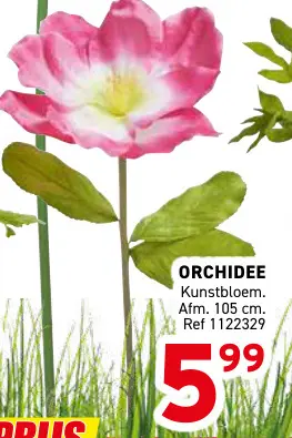 Promotie: Orchidee